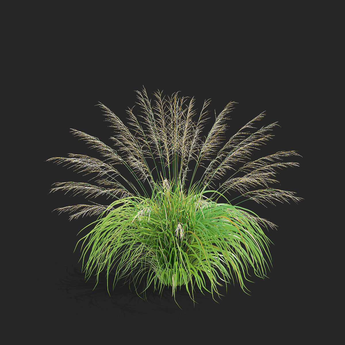 Molinia arundinacea ornamental grass 3D model_6
