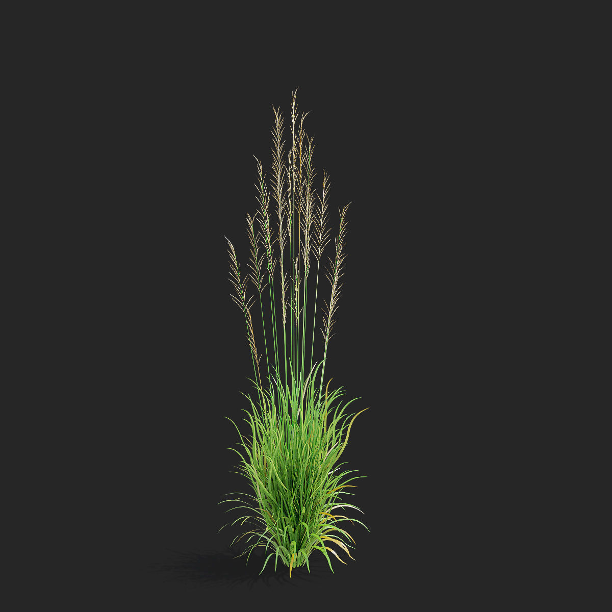 Molinia arundinacea ornamental grass 3D model_7