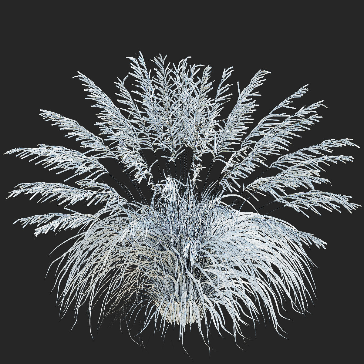 Molinia arundinacea ornamental grass 3D model_5