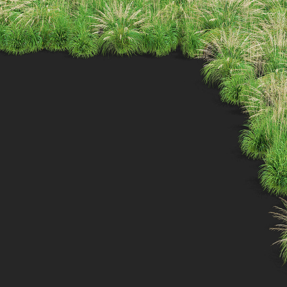 Molinia arundinacea ornamental grass 3D model_11
