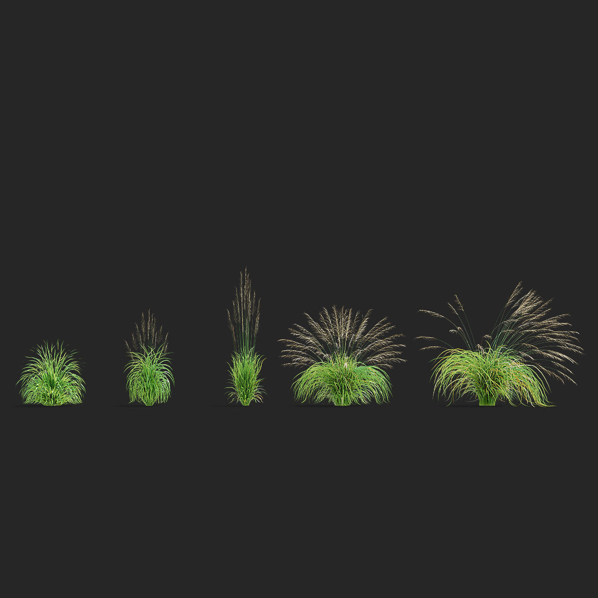 Molinia arundinacea ornamental grass 3D model_2