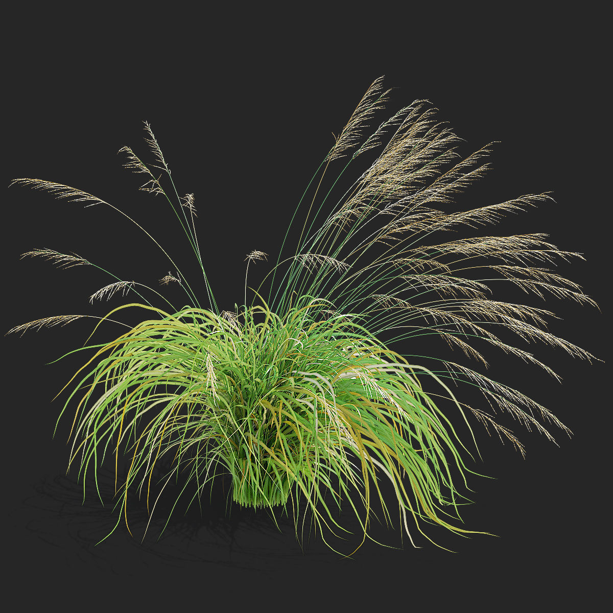 Molinia arundinacea ornamental grass 3D model_4