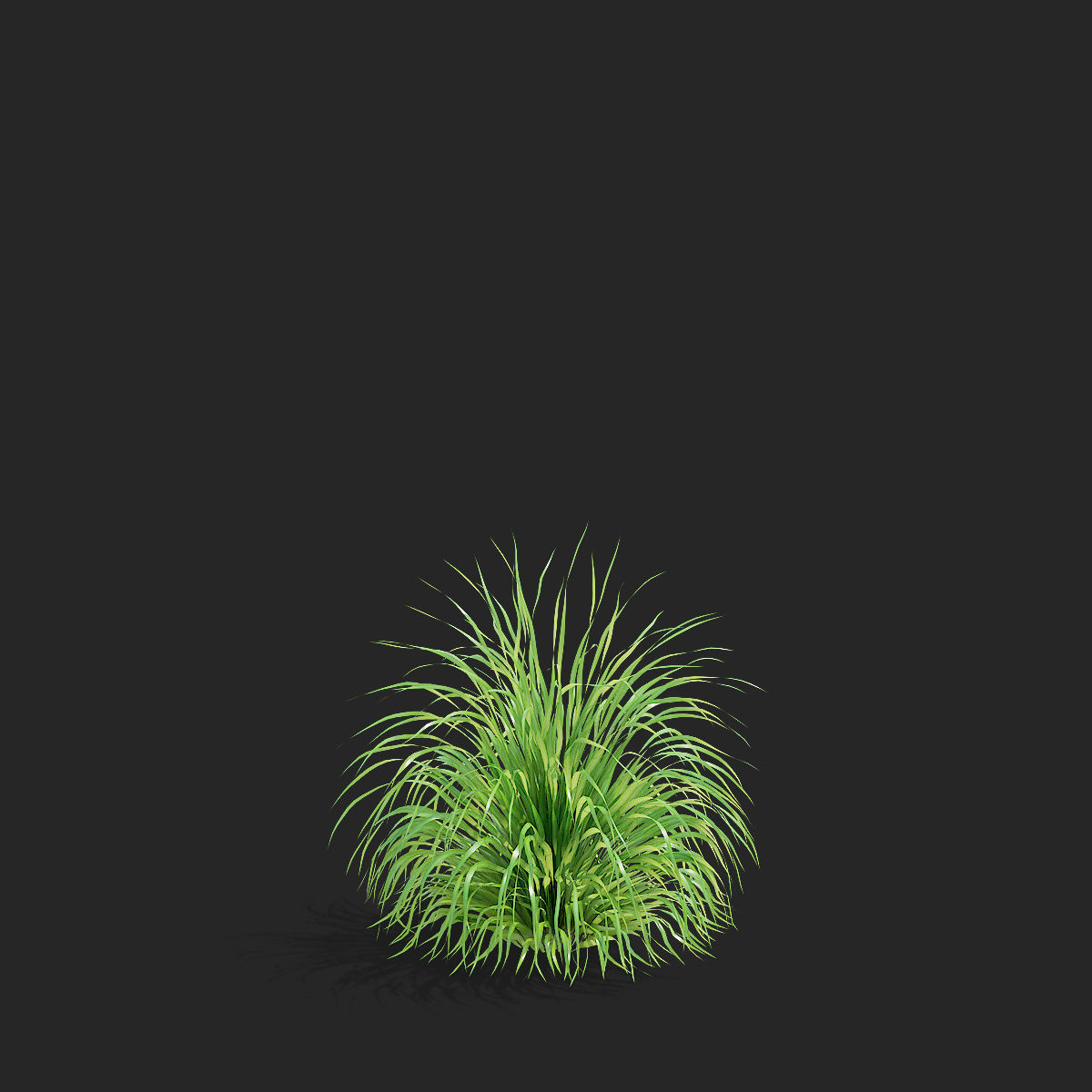 Molinia arundinacea ornamental grass 3D model_9