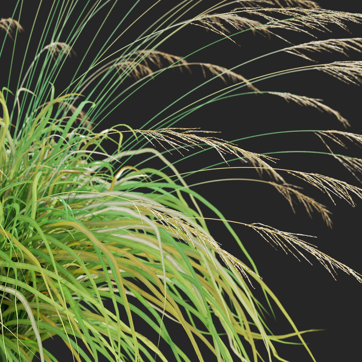 Molinia arundinacea ornamental grass 3D model_10
