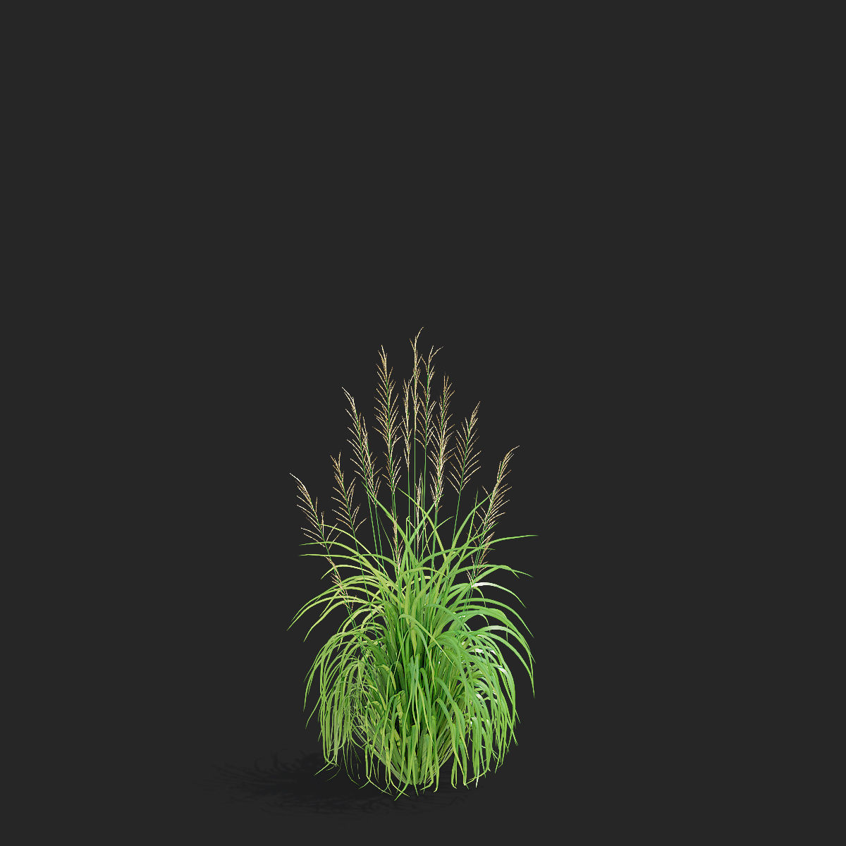 Molinia arundinacea ornamental grass 3D model_8