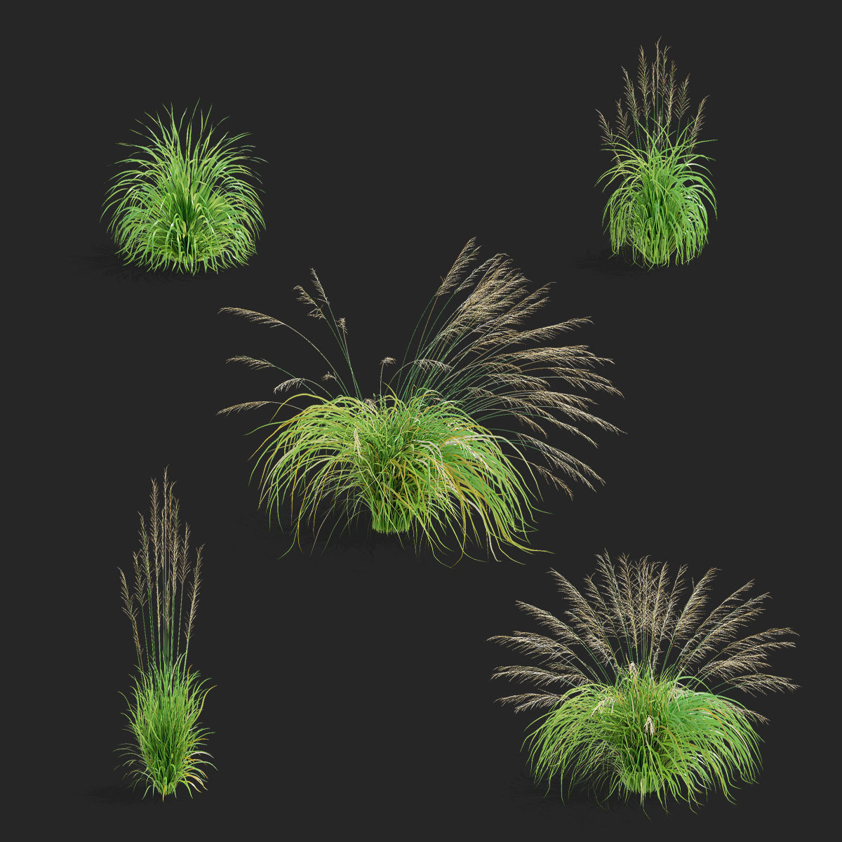 Molinia arundinacea ornamental grass 3D model_1