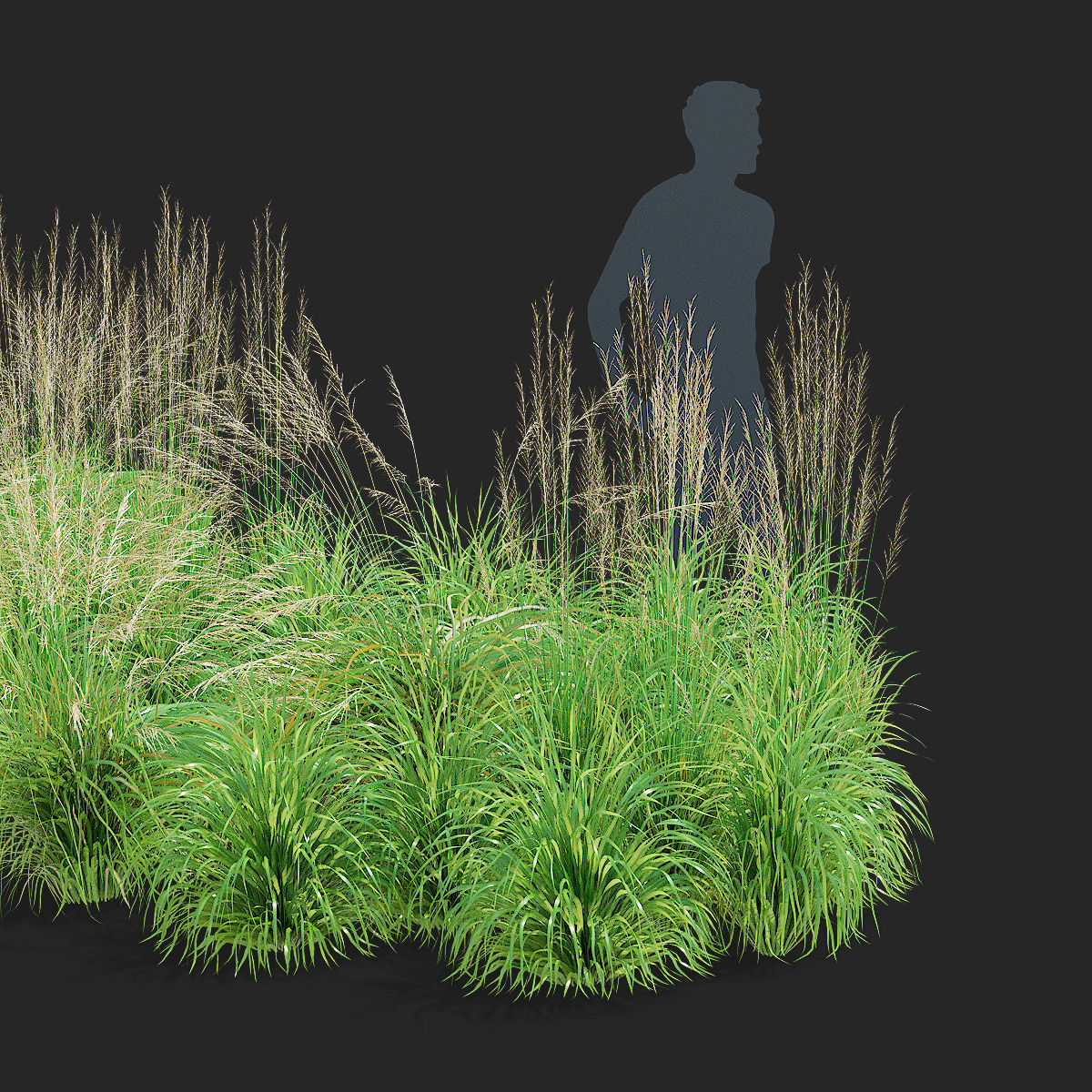 Molinia arundinacea ornamental grass 3D model_3