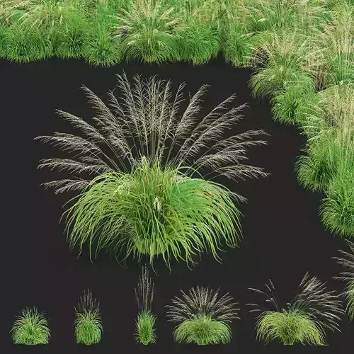  Molinia arundinacea ornamental grass 3D model