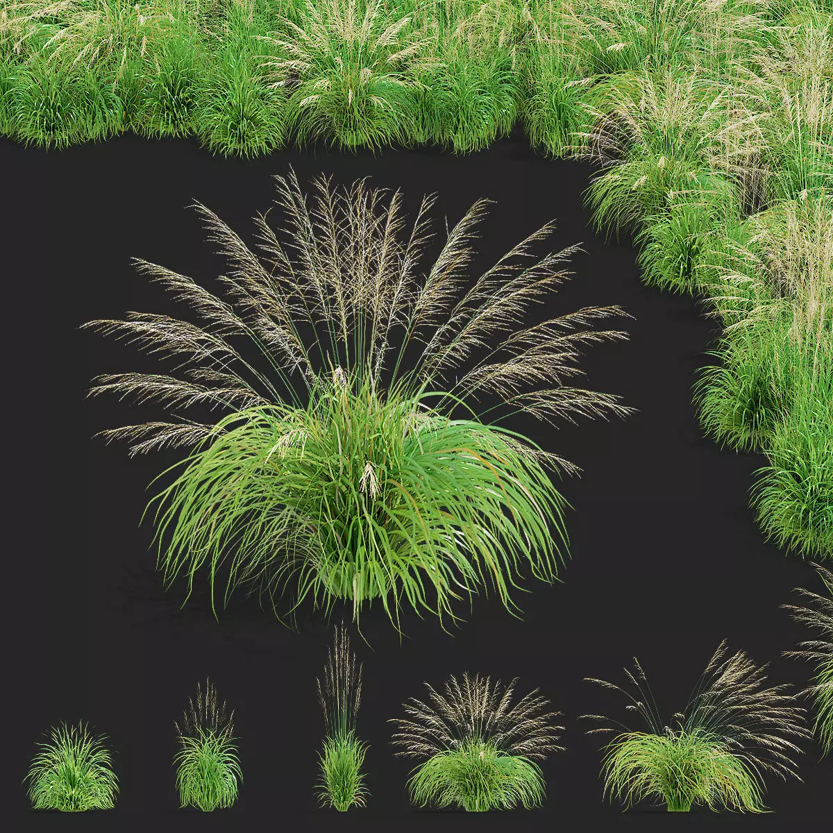 Molinia arundinacea ornamental grass 3D model_0