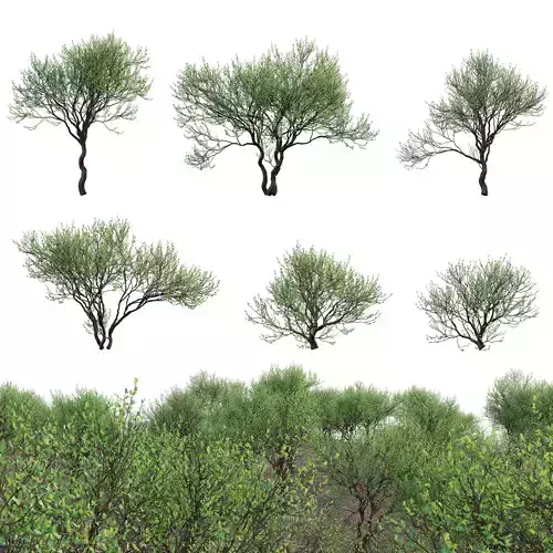 Commiphora glandulosa - Tall firethorn corkwood