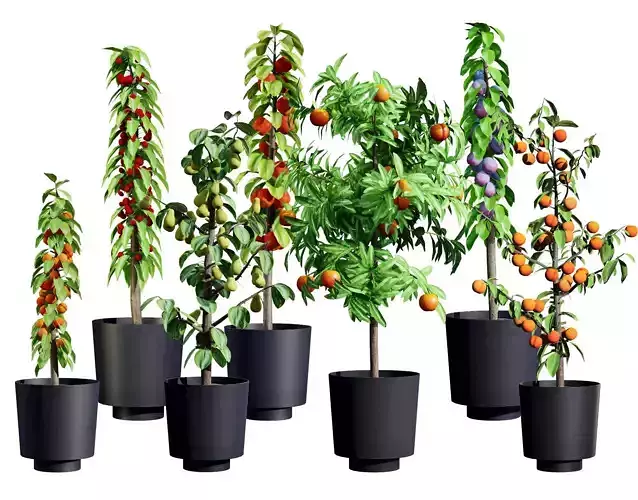 Columnar Fruit Trees