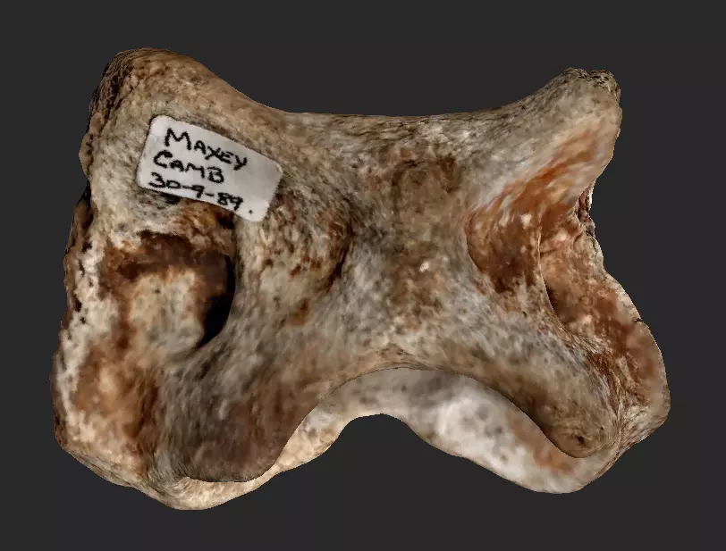 Fossil Vertebra 3D model