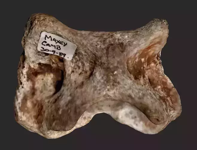Fossil Vertebra