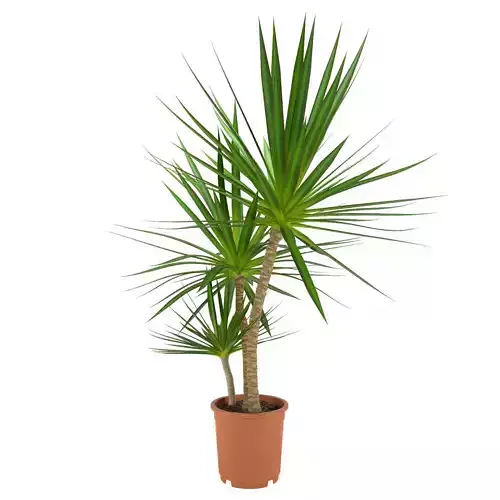 ikea dracaena marginata potted plant dragon tree