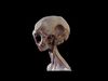 Rigged Realistic Alien 3D model_1