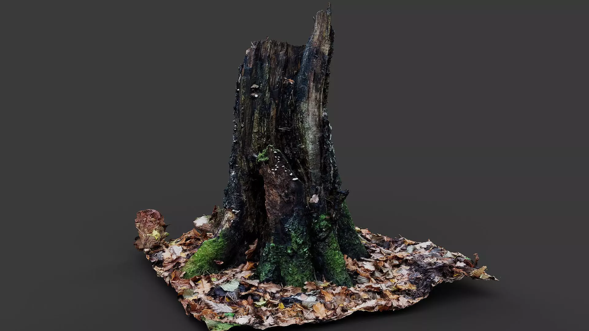 forest broken old tree rotten stump photogrammetry Low-poly 3D model_0