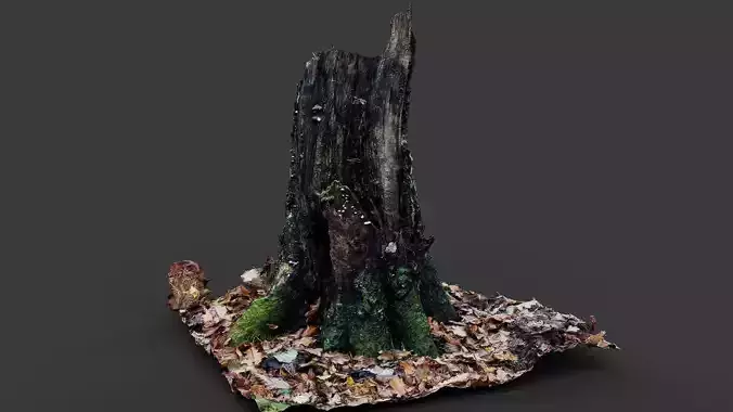 forest broken old tree rotten stump photogrammetry