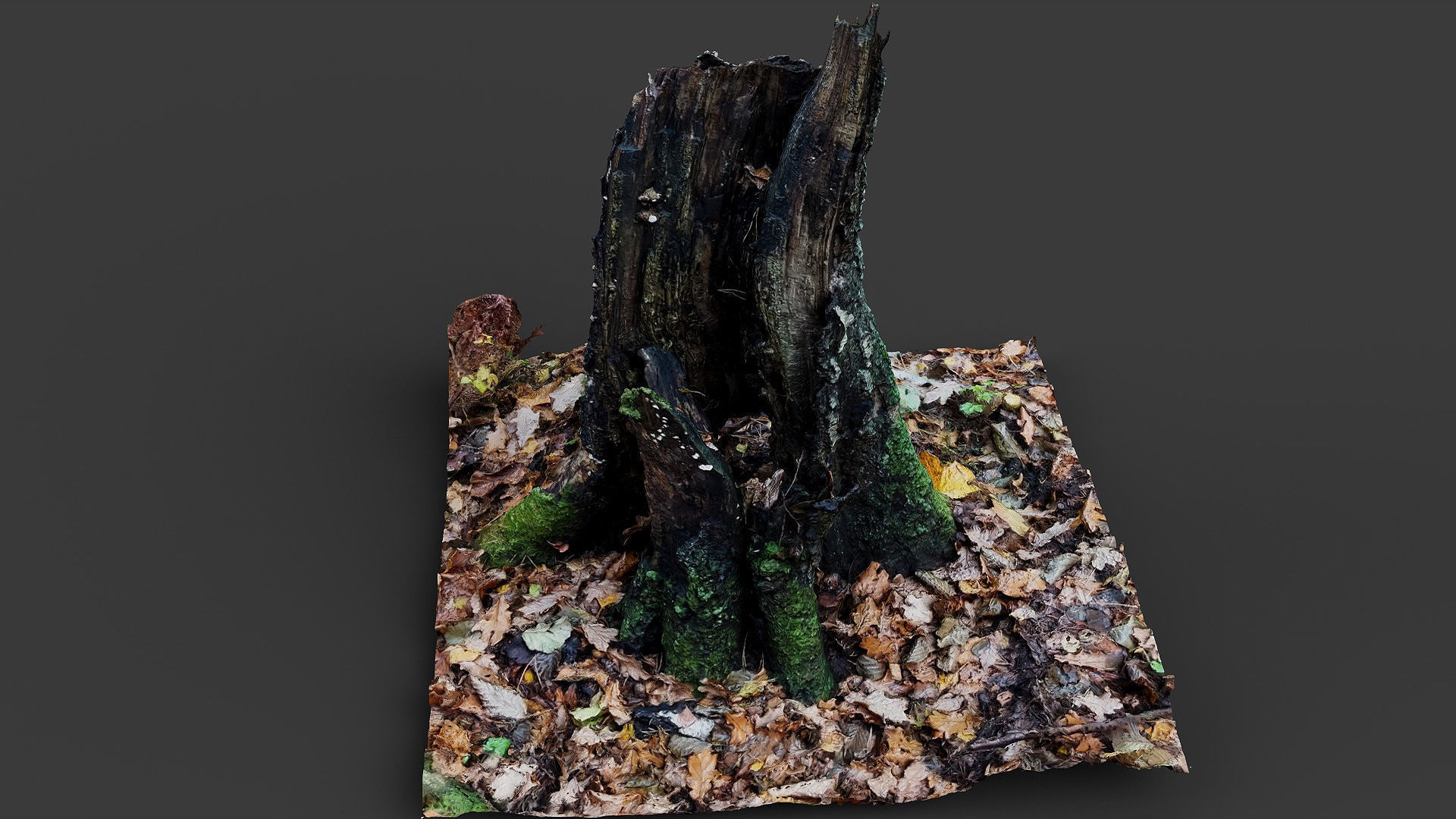 forest broken old tree rotten stump photogrammetry Low-poly 3D model_2