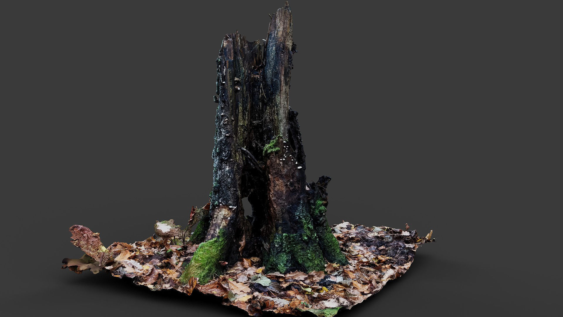 forest broken old tree rotten stump photogrammetry Low-poly 3D model_1
