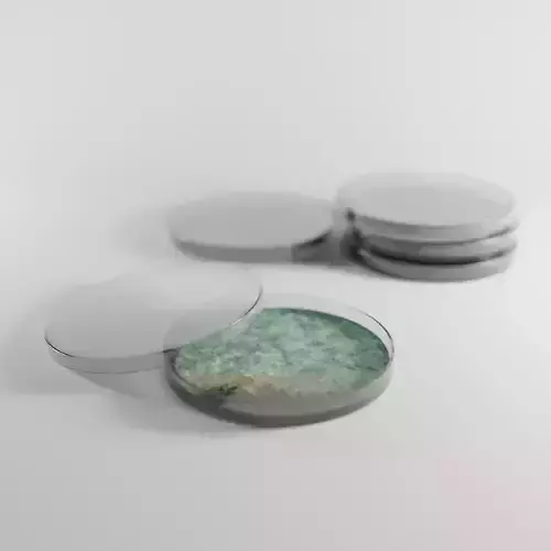 Realistic Petri Dish 3D Model