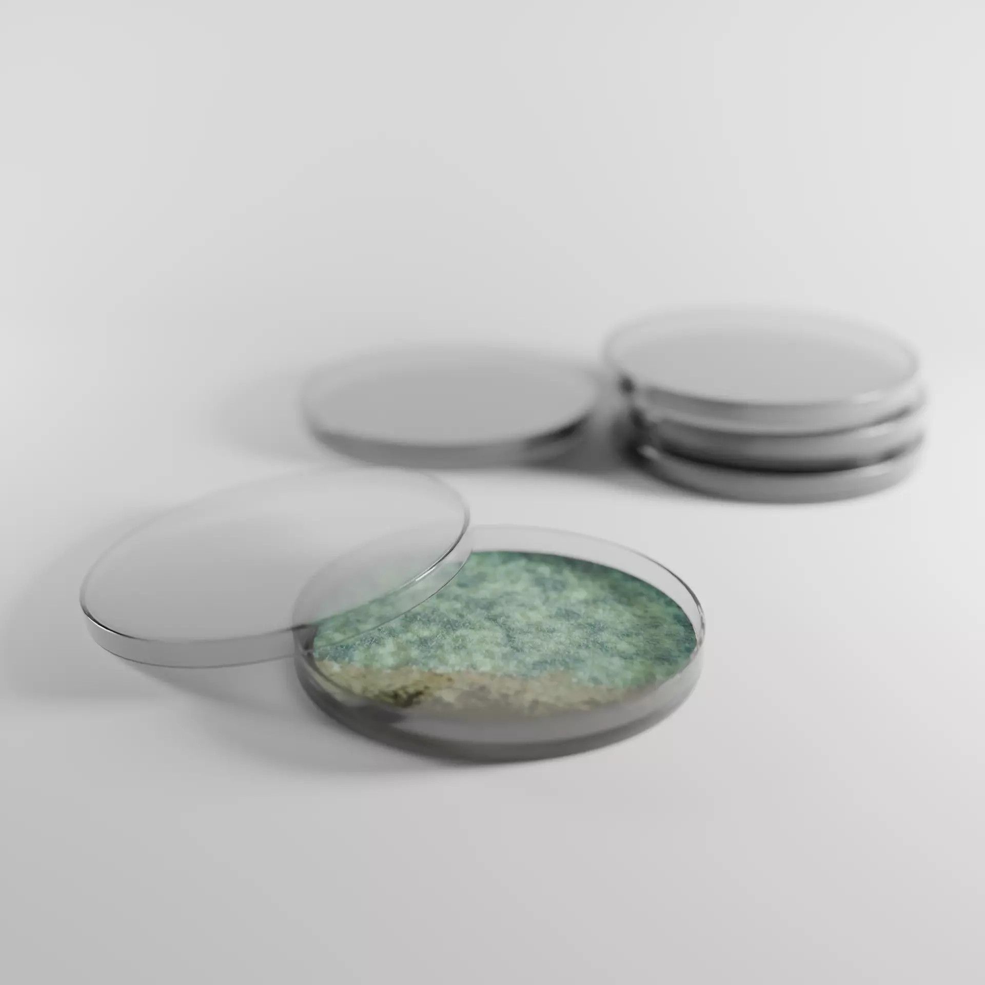 Realistic Petri Dish 3D Model Free low-poly 3D model