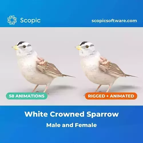 3D Bird Pack White Crowned Sparrow Male and Female
