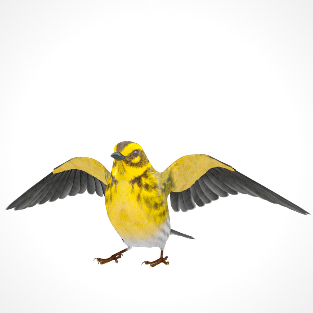 3D Bird Pack Townsends Warbler Male and Female Low-poly 3D model_23