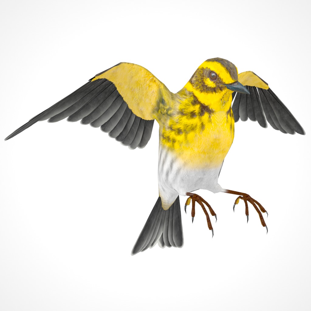 3D Bird Pack Townsends Warbler Male and Female Low-poly 3D model_31