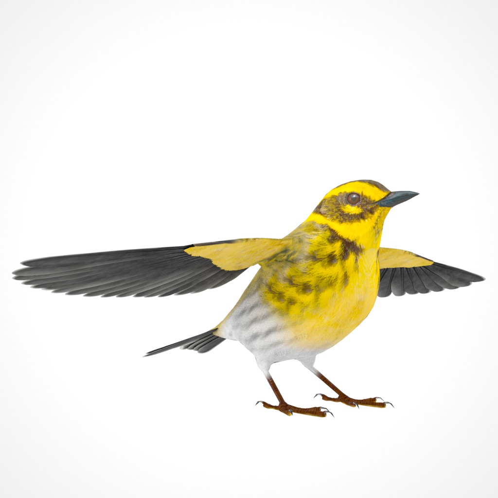 3D Bird Pack Townsends Warbler Male and Female Low-poly 3D model_13