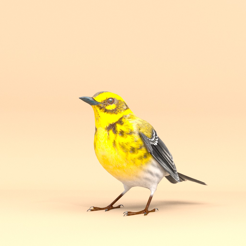3D Bird Pack Townsends Warbler Male and Female Low-poly 3D model_3