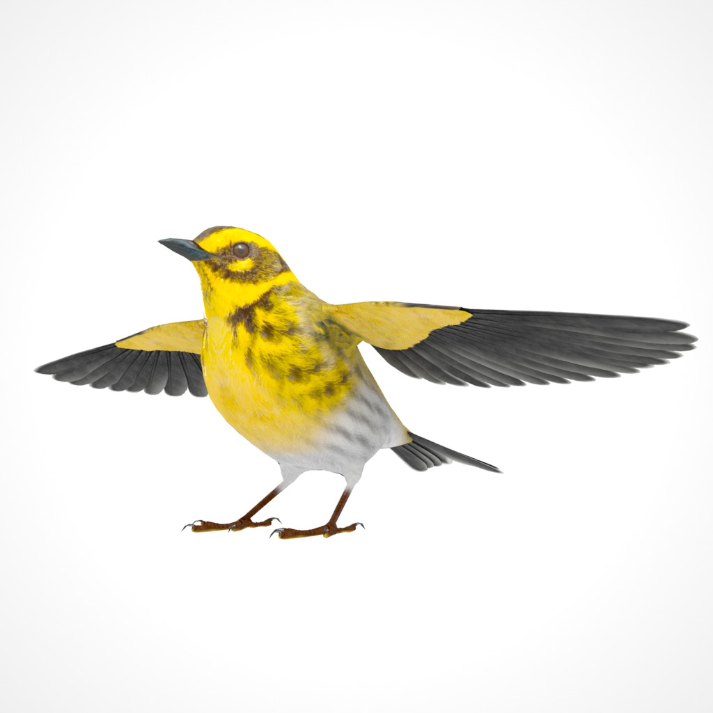 3D Bird Pack Townsends Warbler Male and Female Low-poly 3D model_11