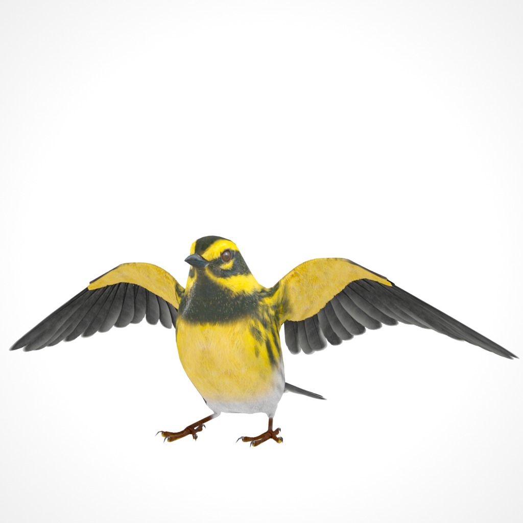 3D Bird Pack Townsends Warbler Male and Female Low-poly 3D model_24