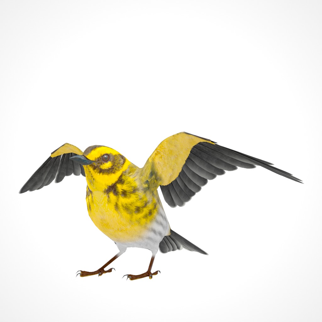 3D Bird Pack Townsends Warbler Male and Female Low-poly 3D model_25