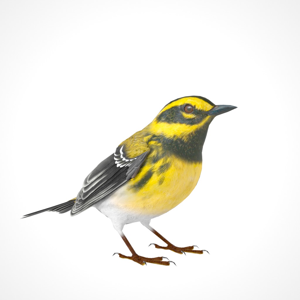 3D Bird Pack Townsends Warbler Male and Female Low-poly 3D model_18