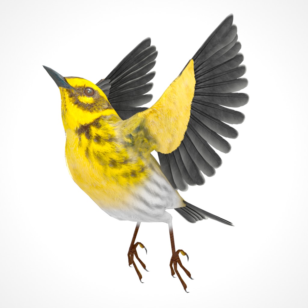 3D Bird Pack Townsends Warbler Male and Female Low-poly 3D model_27