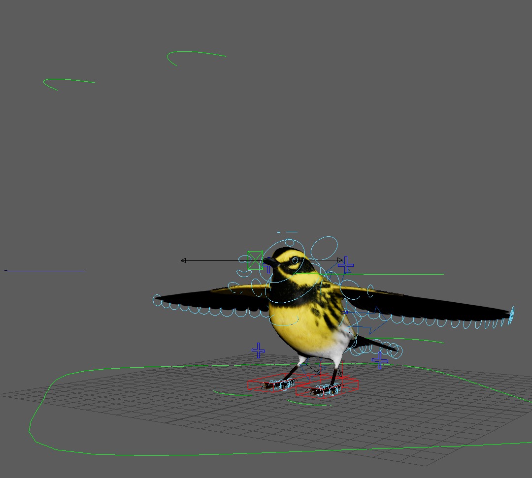 3D Bird Pack Townsends Warbler Male and Female Low-poly 3D model_36