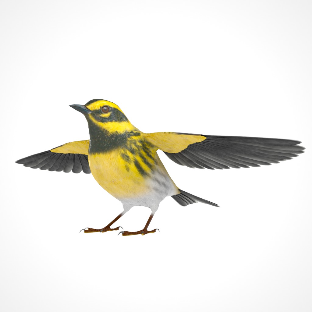 3D Bird Pack Townsends Warbler Male and Female Low-poly 3D model_12
