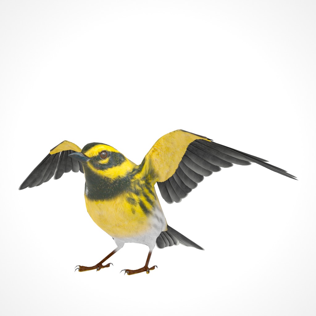3D Bird Pack Townsends Warbler Male and Female Low-poly 3D model_26