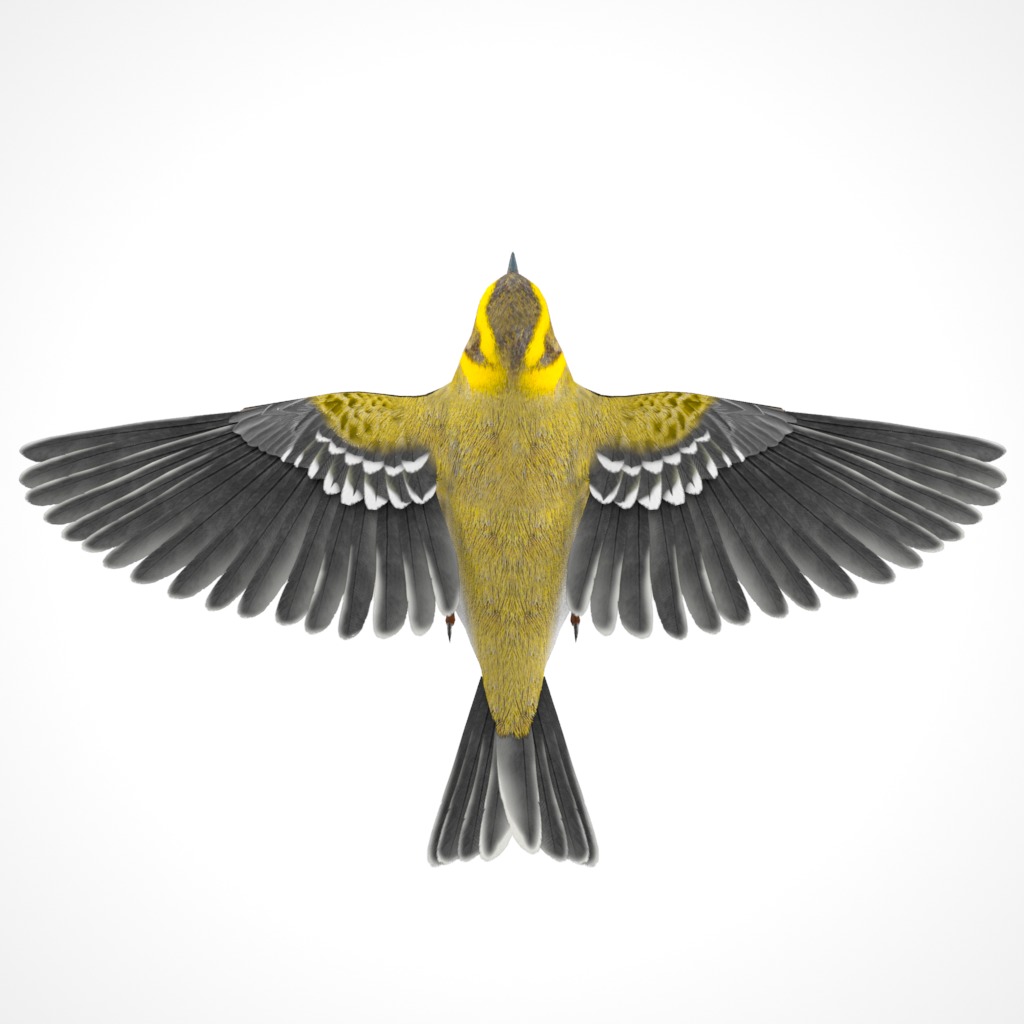 3D Bird Pack Townsends Warbler Male and Female Low-poly 3D model_9