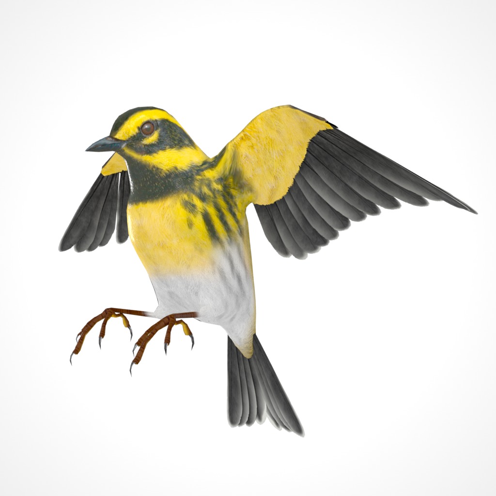 3D Bird Pack Townsends Warbler Male and Female Low-poly 3D model_30