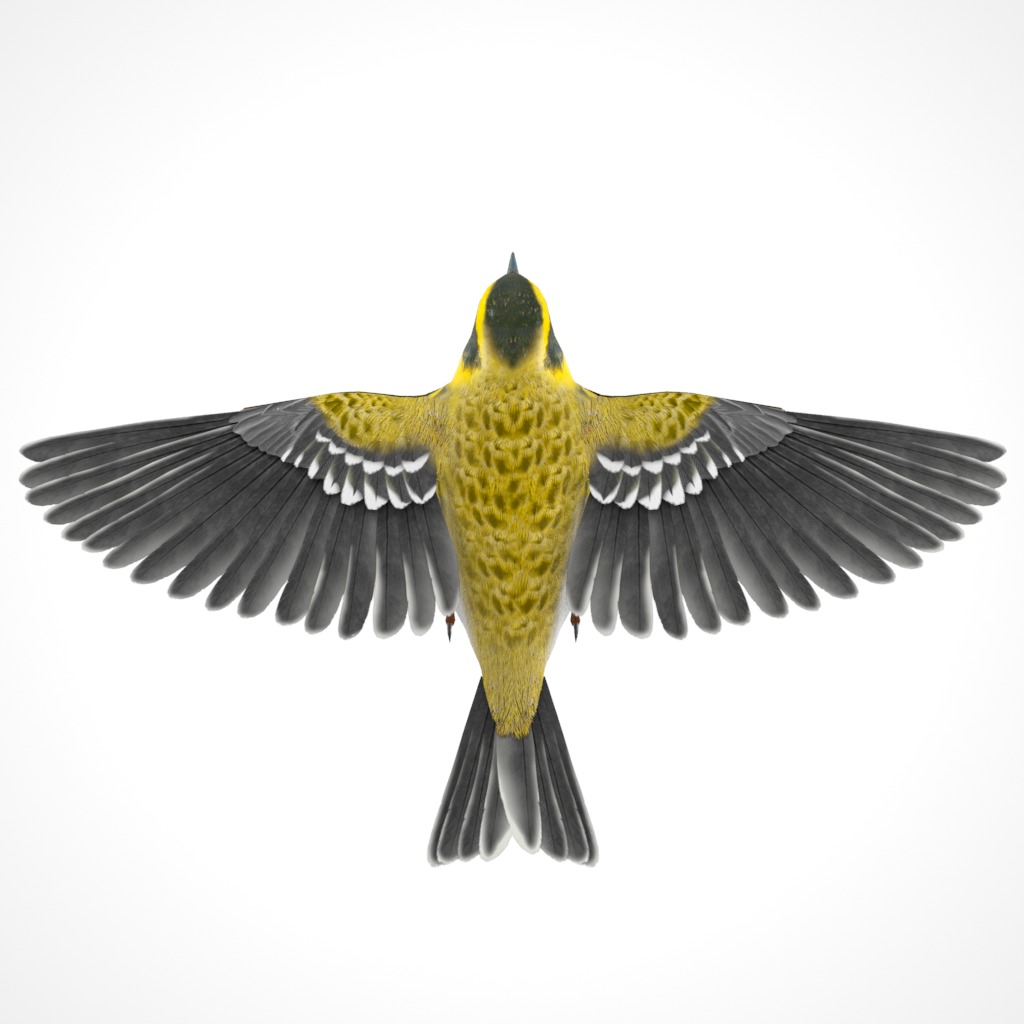 3D Bird Pack Townsends Warbler Male and Female Low-poly 3D model_10