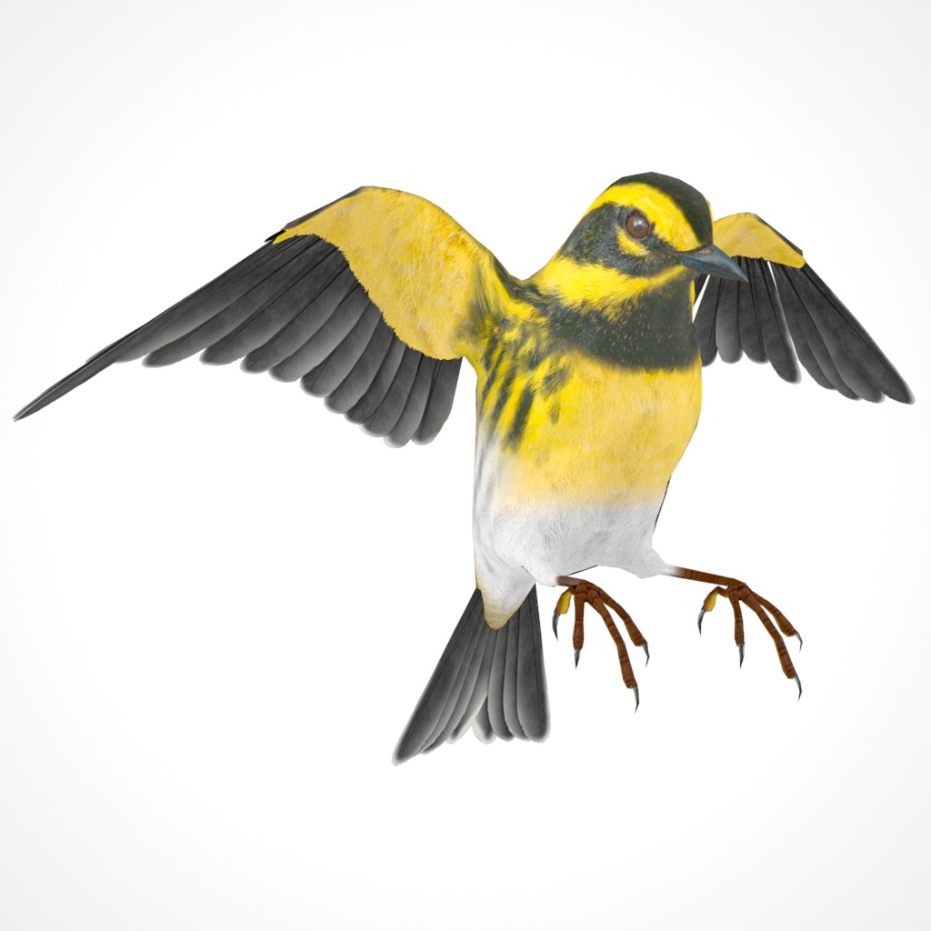 3D Bird Pack Townsends Warbler Male and Female Low-poly 3D model_32