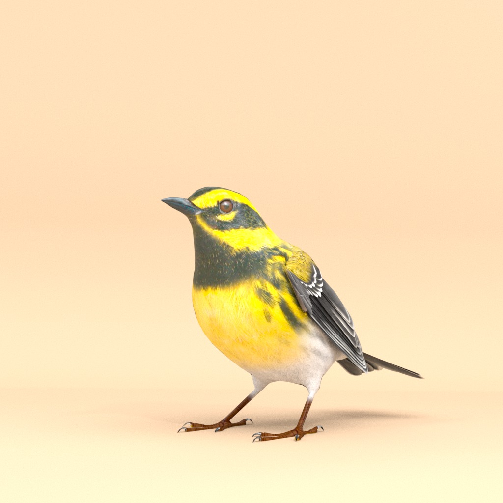 3D Bird Pack Townsends Warbler Male and Female Low-poly 3D model_4