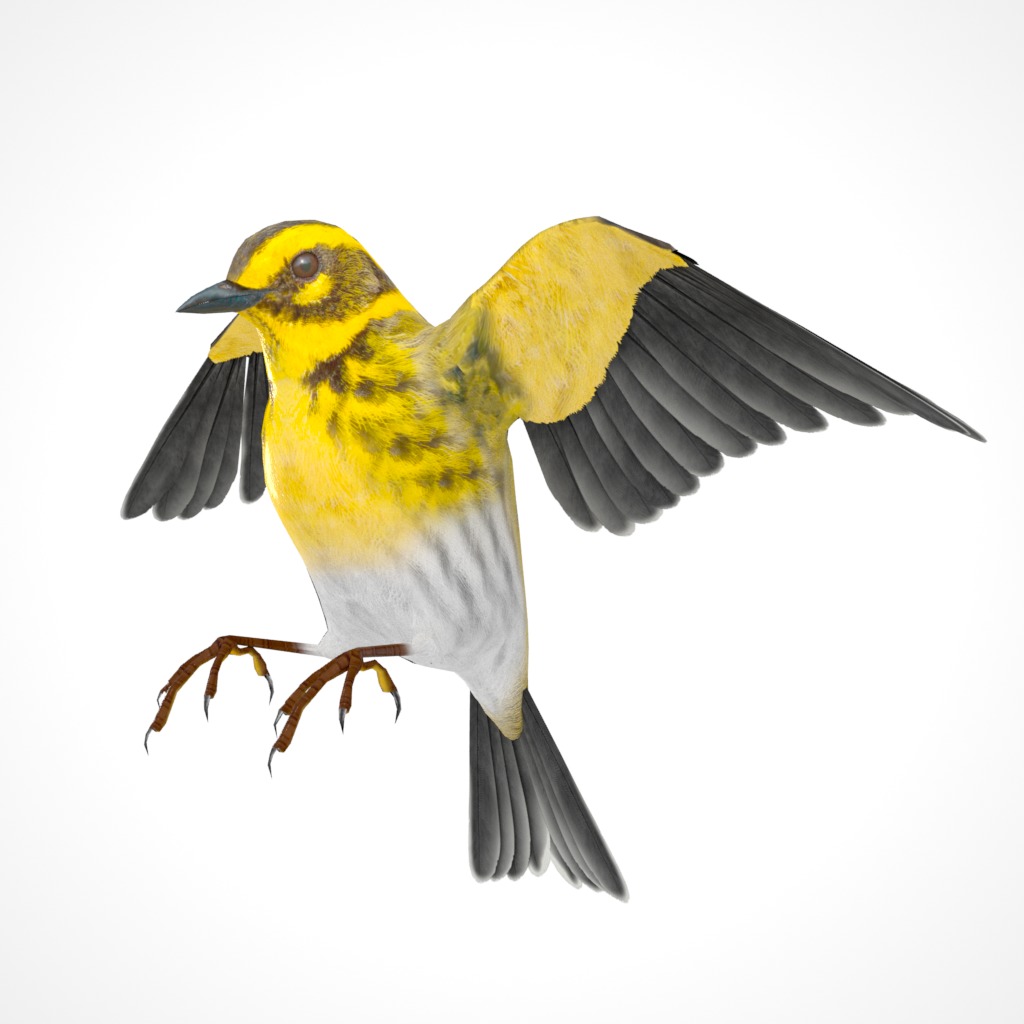 3D Bird Pack Townsends Warbler Male and Female Low-poly 3D model_29