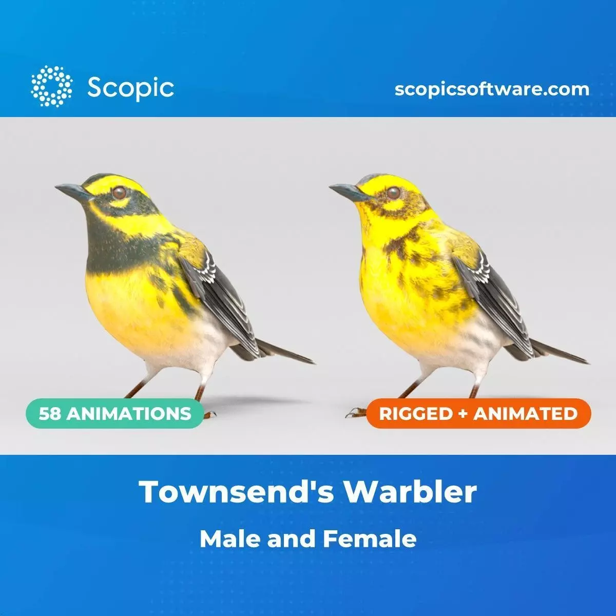 3D Bird Pack Townsends Warbler Male and Female Low-poly 3D model_0