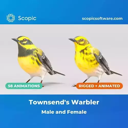 3D Bird Pack Townsends Warbler Male and Female Low-poly 3D model