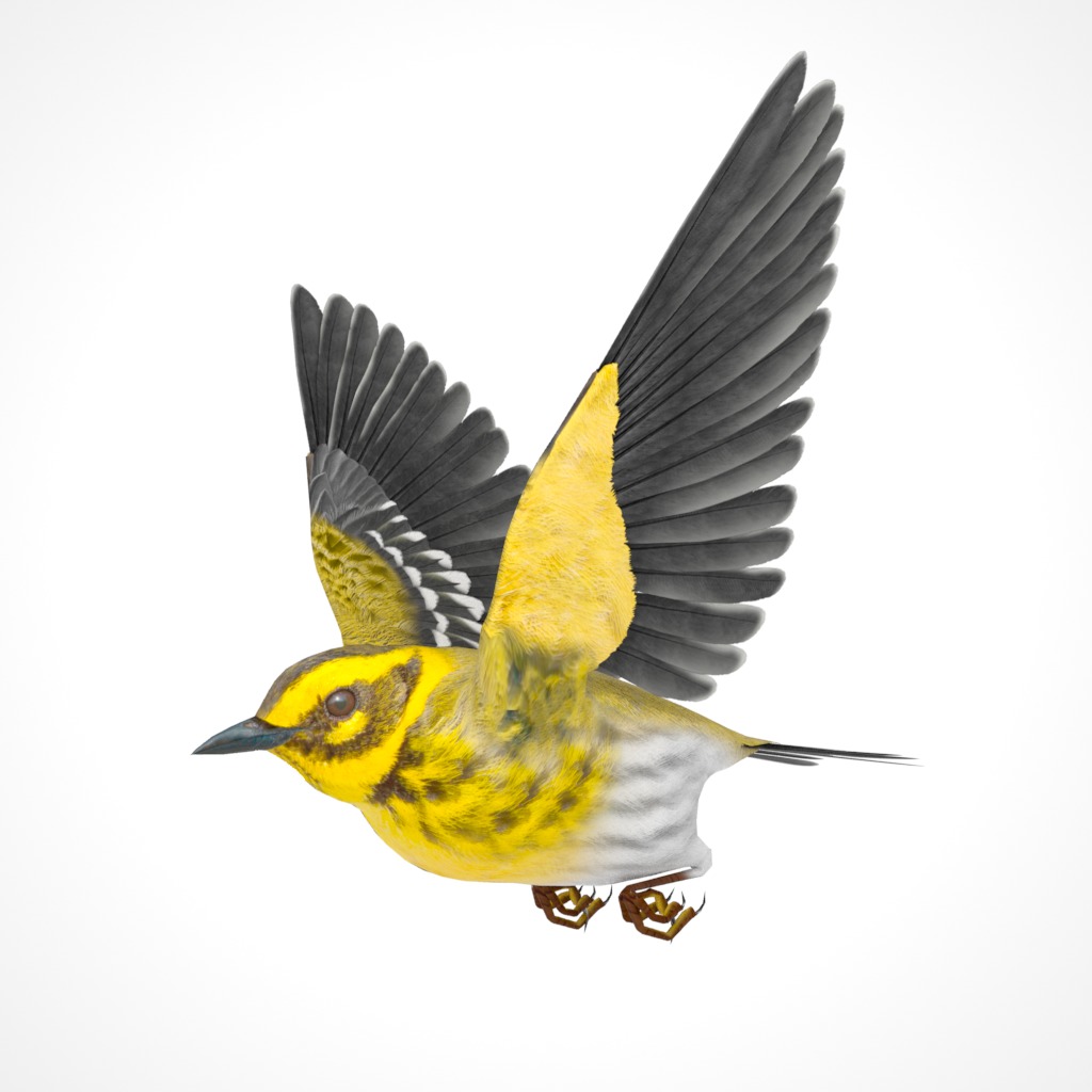 3D Bird Pack Townsends Warbler Male and Female Low-poly 3D model_21