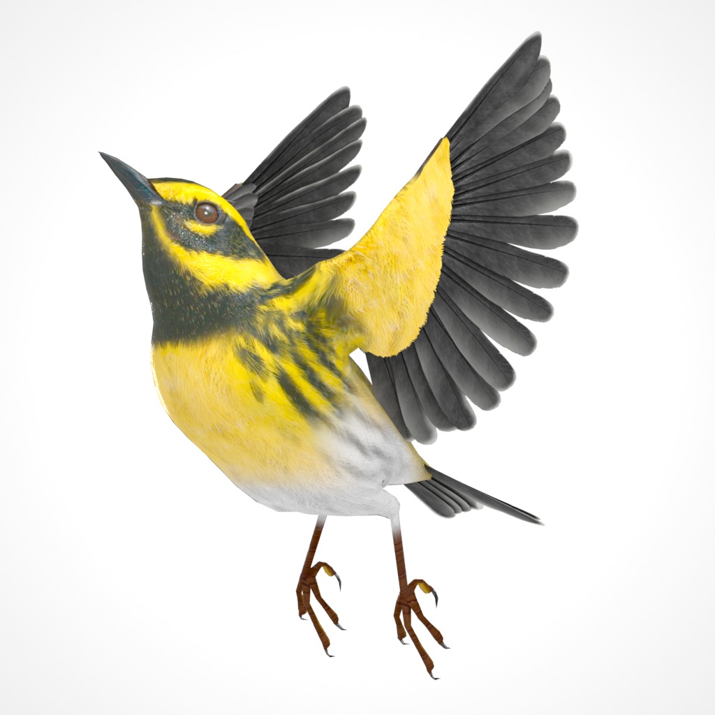 3D Bird Pack Townsends Warbler Male and Female Low-poly 3D model_28