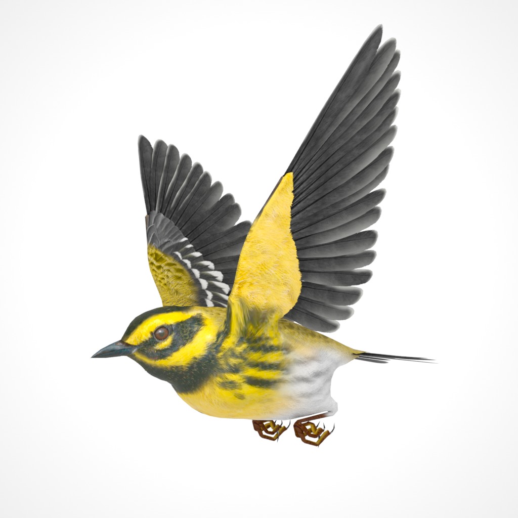3D Bird Pack Townsends Warbler Male and Female Low-poly 3D model_22