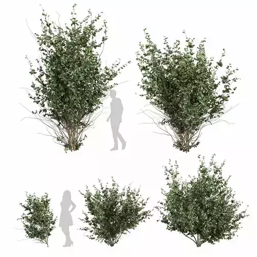 Collection plant vol 597 - Hakea - Petiolaris - Tree